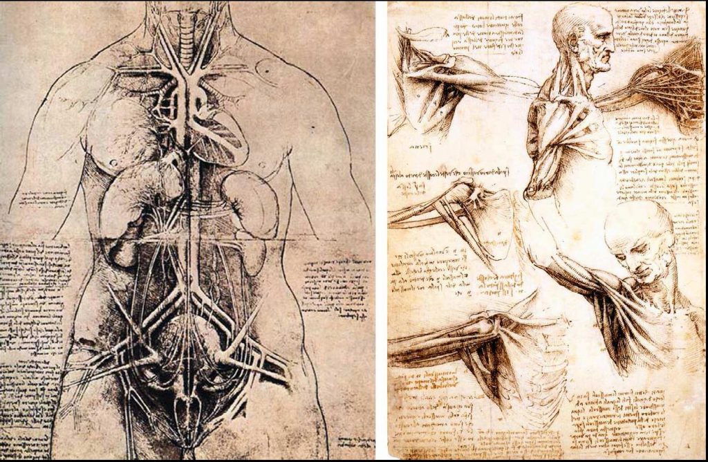 Leonardo-da-Vinci-the-Anatomical-Artist5